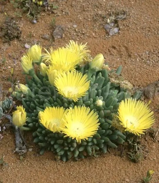 Hot Color Dyckia Mix @ Exotic Succulent Hetchia Agave Xeriscaping Aloe Seed 50 Seeds