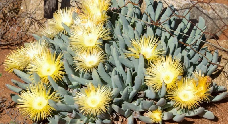Hot Color Conophytum Mix, Succulent Cactus Mixed Living Stones Rocks Seed 100 Seeds