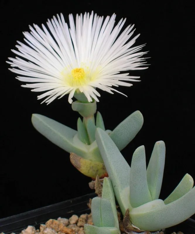 Hot Color Conophytum Mix, Succulent Cactus Mixed Living Stones Rocks Seed 50 Seeds