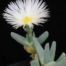 Hot Color Conophytum Mix, Succulent Cactus Mixed Living Stones Rocks Seed 50 Seeds