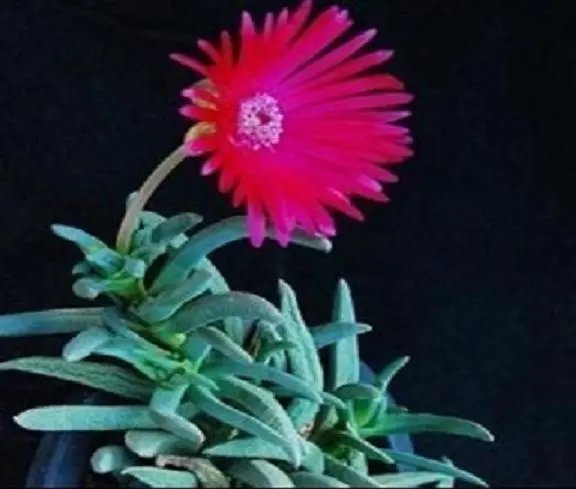 Hot Color Cactus Mix @@ Exotic Cacti Flowering Desert Succulent Plant Seed 100 Seeds