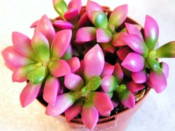 Hot Cheiridopsis Purpurea, Rare Mesembs Living Stones Exotic Cactus Seed 100 Seeds
