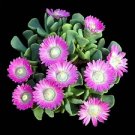 Hot Cheiridopsis Purpurea, Rare Mesembs Living Stones Exotic Cactus Seed 50 Seeds