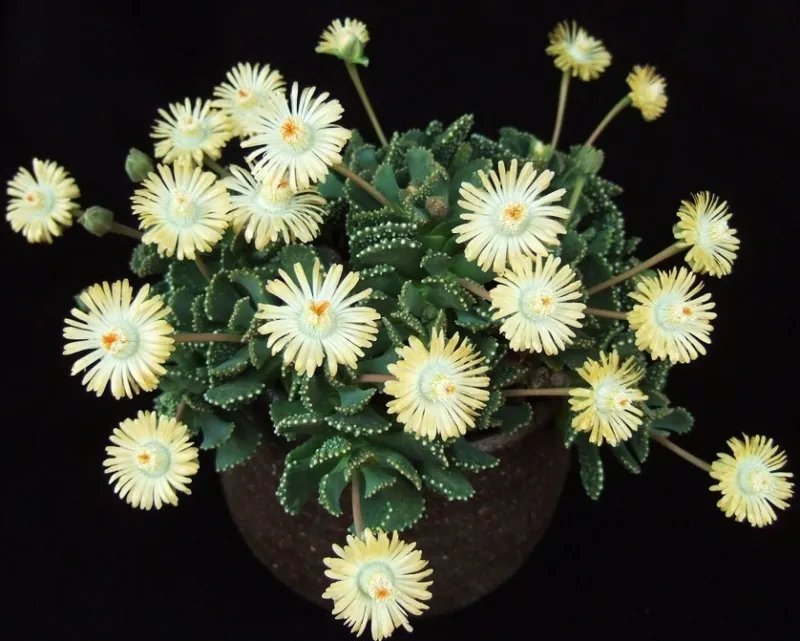 Hot Cheiridopsis Peculiaris, Rare Mesembs Living Stones Exotic Cactus Seed 100 Seeds