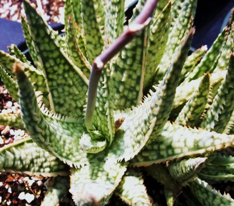 Hot Cheiridopsis Peculiaris, Rare Mesembs Living Stones Exotic Cactus Seed 50 Seeds