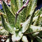 Hot Cheiridopsis Peculiaris, Rare Mesembs Living Stones Exotic Cactus Seed 50 Seeds