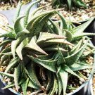 Hot Cheiridopsis Denticulata, Exotic Succulent Mesembs Living Stones Seed 100 Seeds