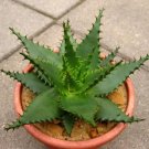 Hot Cheiridopsis Denticulata, Exotic Succulent Mesembs Living Stones Seed 50 Seeds