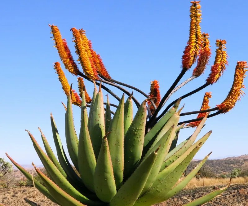 Hot Cheiridopsis Acuminata, Rare Mesembs Living Stones Exotic Cactus Seed 100 Seeds