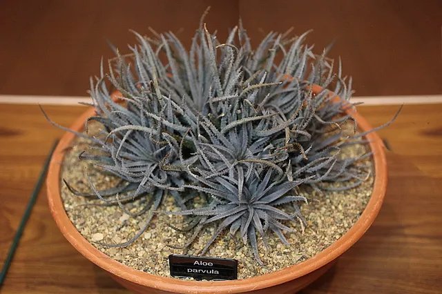 Hot Cheiridopsis Acuminata, Rare Mesembs Living Stones Exotic Cactus Seed 50 Seeds