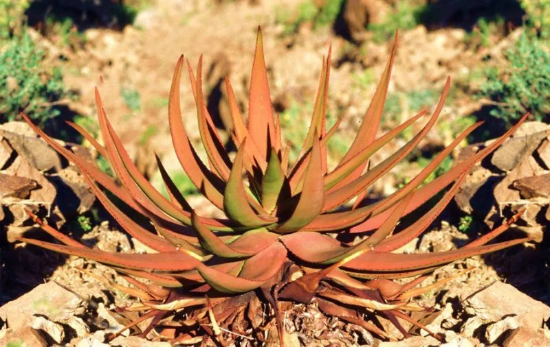 Hot Cephalophyllum Pulchrum, Rare Mesembs Exotic Living Stones Rock Seed 100 Seeds