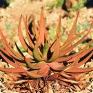 Hot Cephalophyllum Pulchrum, Rare Mesembs Exotic Living Stones Rock Seed 100 Seeds
