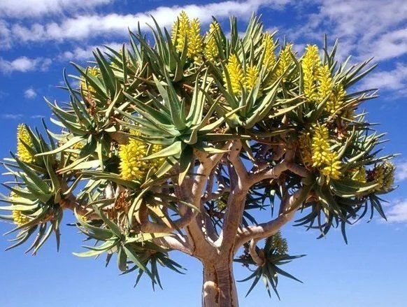 Hot Cephalophyllum Pulchrum, Rare Mesembs Exotic Living Stones Rock Seed 50 Seeds