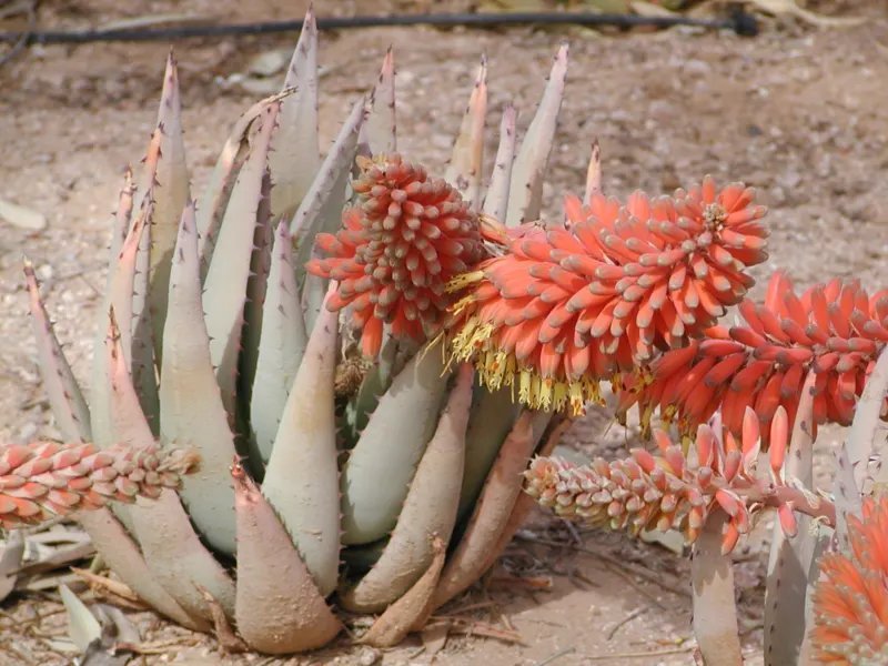Hot Cephalophyllum Cupreum, Rare Mesembs Exotic Living Stones Rock Seed 100 Seeds