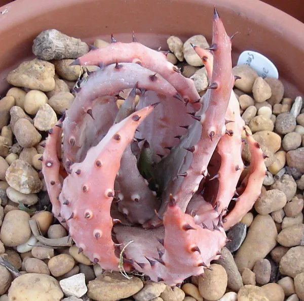 Hot Honeydew Melon Dulce @ Sweet Exotic Fruit Seed 100 Seeds