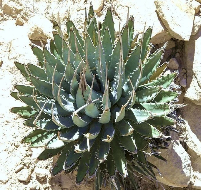 Hot Cantaloupe Melon Dulce Sweet Exotic Fruit Seed 100 Seeds