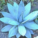 Hot Honeydew Melon Dulce @ Sweet Exotic Fruit Seed 30 Seeds