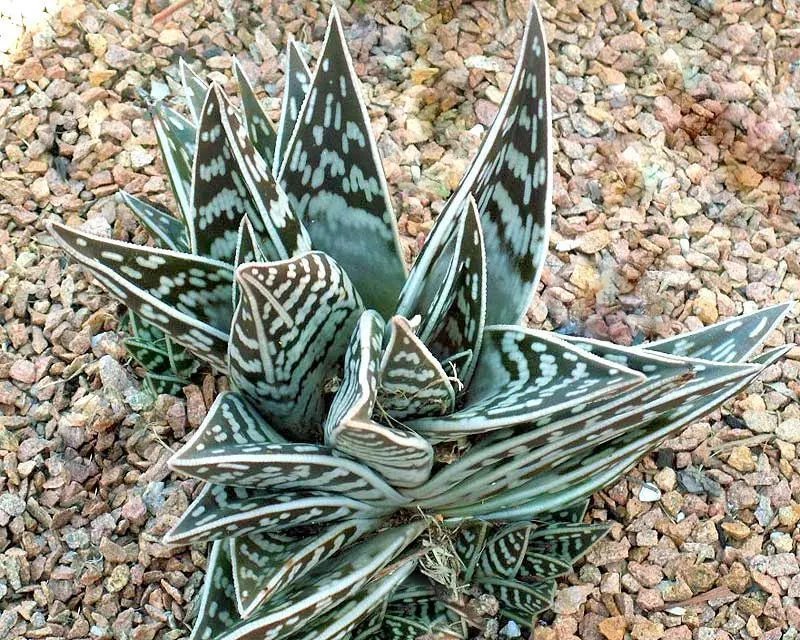 Hot Antimima Ventricosa Rare Living Stones Rock Mesemb Succulent Aloe Seed 100 Seeds