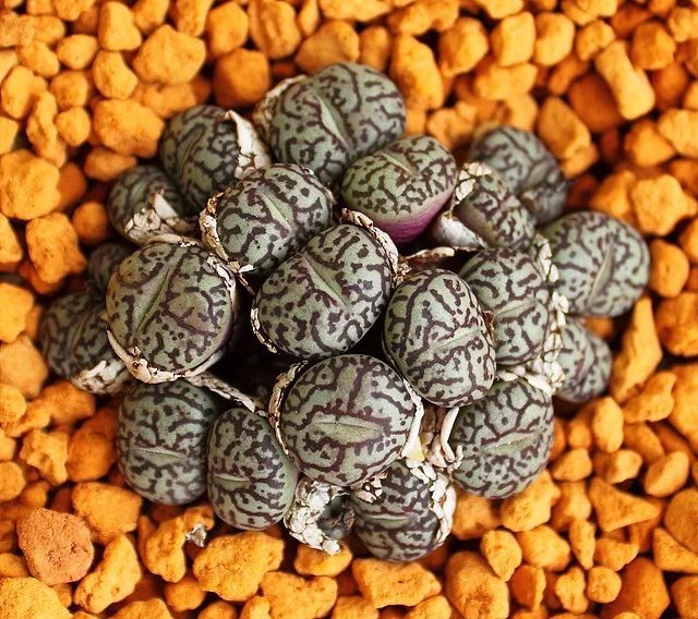 Hot Antimima Pygmaea Rare Living Stones Rock Mesembs Pebble Succulent Seed 100 Seeds