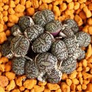 Hot Antimima Pygmaea Rare Living Stones Rock Mesembs Pebble Succulent Seed 100 Seeds
