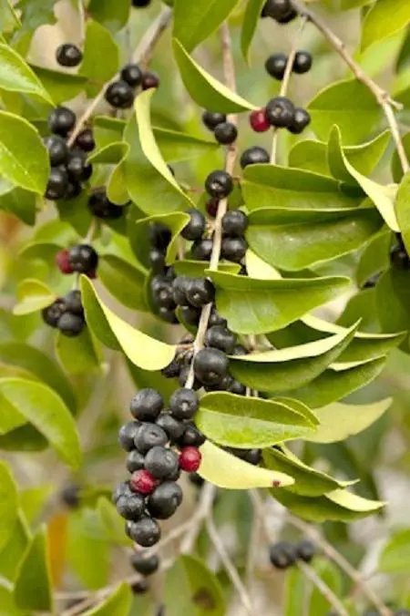 Hot Antimima Pygmaea Rare Living Stones Rock Mesembs Peables Succulent Seed 50 Seeds