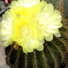 Hot Aloinopsis Spathulata Rare Succulent Plant Mesembs Living Stone Seed 100 Seeds