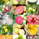 Hot Aloinopsis Spathulata Rare Succulent Plant Mesembs Living Stone Seed 50 Seeds