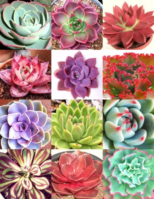 Hot Aloe Broomii Rare Snake Thorny Succulent Exotic Hardy Agave Cactus Seed 50 Seeds