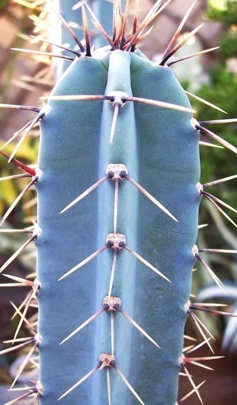 Hot Aloe Parvula Madagascar Exotic Rare Color Miniature Succulent Seed 100 Seeds