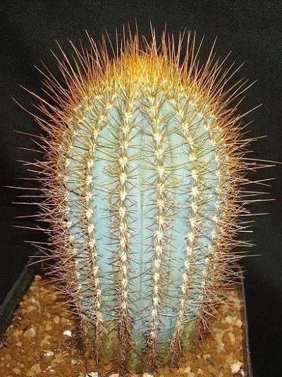 Hot Aloe Claviflora Jackal'S Tail Exotic Succulent Rare Agave Plant Seed 100 Seeds
