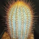 Hot Aloe Claviflora Jackal'S Tail Exotic Succulent Rare Agave Plant Seed 100 Seeds