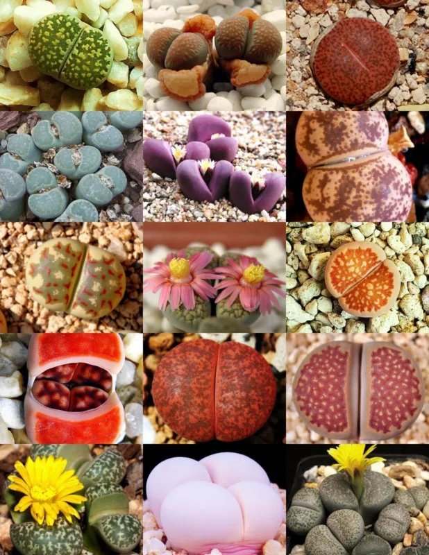 Hot Agave Utahensis Nevadensis Exotic Rose Succulent Aloe Hardy Plant Seed 50 Seeds