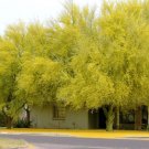 Hot Agave Horrida, Exotic Succulent Aloe Plant Rare Desert Sun Cactus Seed 50 Seeds
