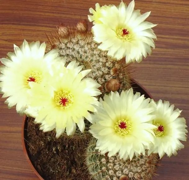 Hot Agave Guiengola, Creme Brulee Exotic Succulent Aloe Plant Rare Seed - 100 Seeds