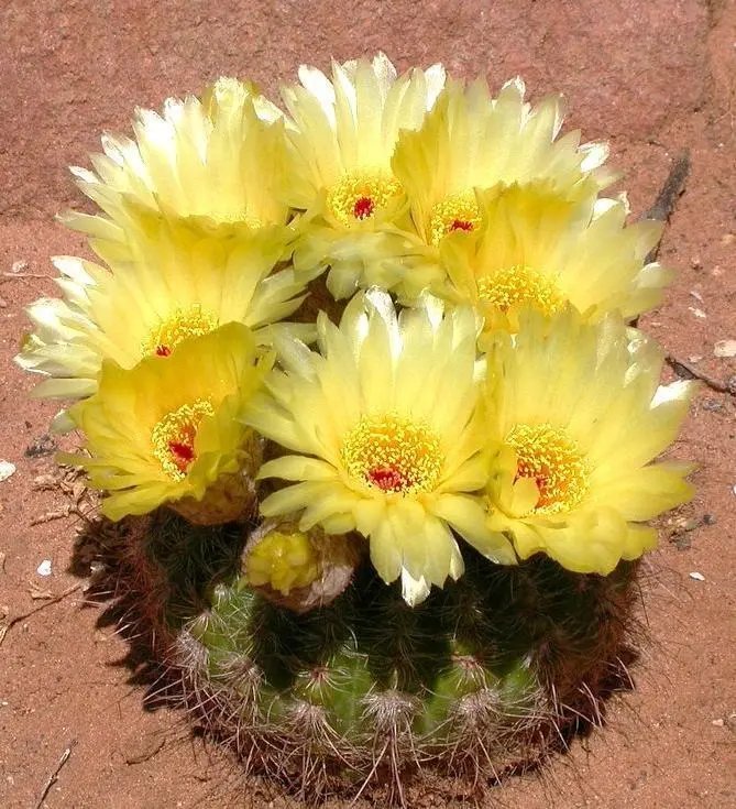 Hot Agave Guiengola, Garden Creme Brulee Exotic Succulent Plant Rare Seed 50 Seeds