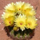 Hot Agave Guiengola, Garden Creme Brulee Exotic Succulent Plant Rare Seed 50 Seeds
