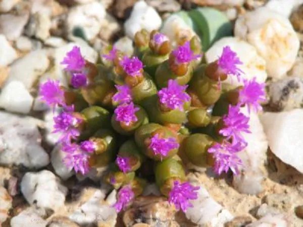 Hot Agave Filifera Schidigera, Thread-Leaf Succulent Aloe Plant Rare Seed 50 Seeds