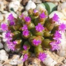 Hot Agave Filifera Schidigera, Thread-Leaf Succulent Aloe Plant Rare Seed 50 Seeds