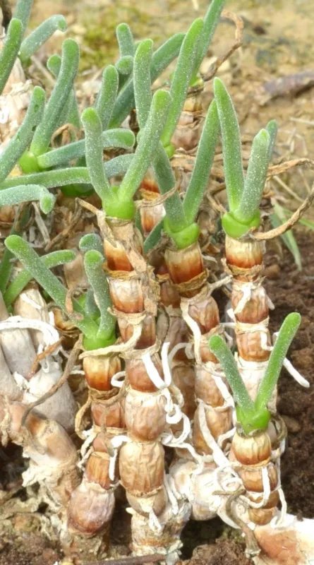 Hot Agave Ferox, Century Plant Hardy Exotic Succulent Big Aloe Rare Seed - 50 Seeds