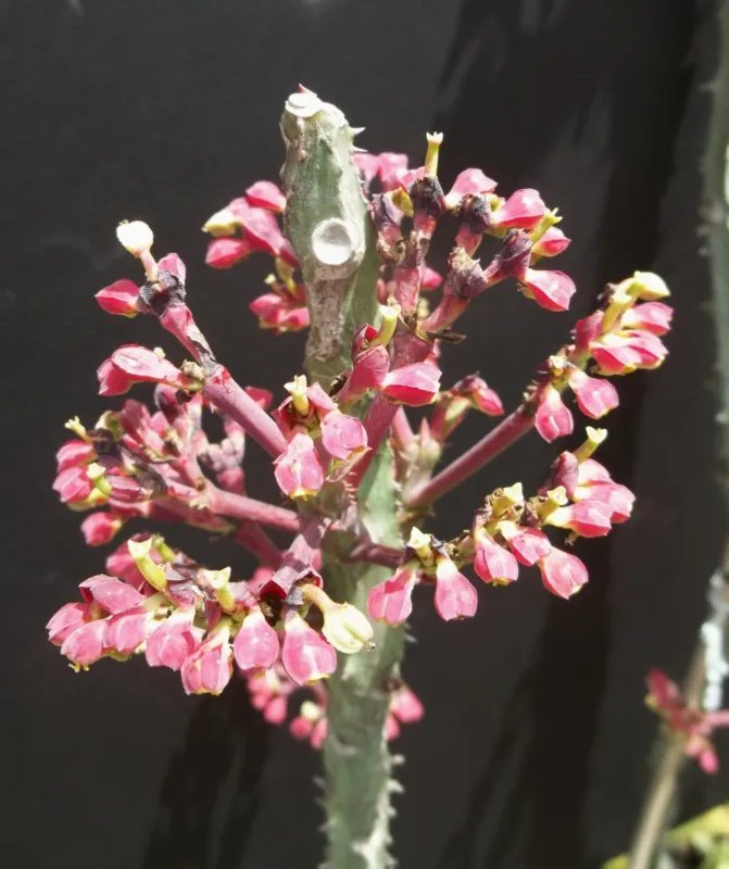 Hot Acacia Trees Mix Rare Flower Wattles Desert Vachellia Bonsai Tree Seed 50 Seeds