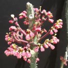 Hot Acacia Trees Mix Rare Flower Wattles Desert Vachellia Bonsai Tree Seed 50 Seeds