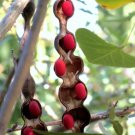 Hot Barbados Nut Exotic Jatropha Curcas Rare Succulent Biodiesel Plant Seed 15 Seeds