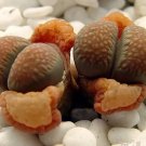 Hot 6 Seeds Physic Nut Barbados Rare Jatropha Curcas Bio Diesel Dought Tolerant Seed