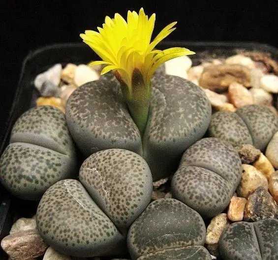 Hot Physic Nut Barbados Purging Jatropha Curcas Rare Exotic Bio Diesel Seed 6 Seeds