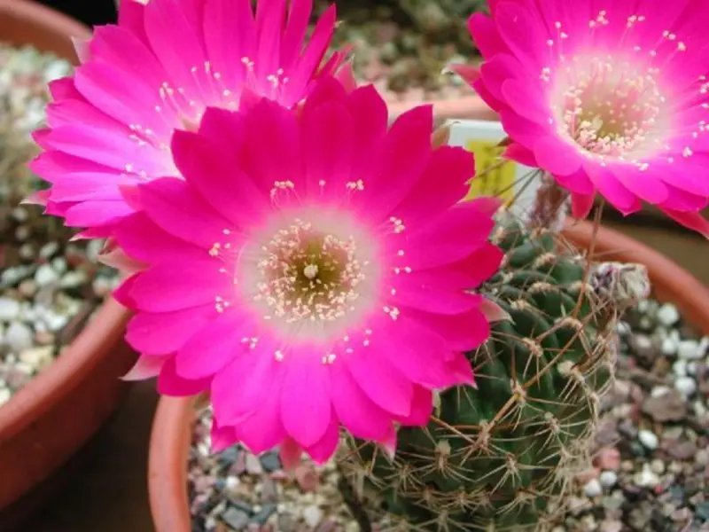 Hot Color Gibbaeum Mix Succulent Cactus Mixed Living Stones Rock Plant Seed 15 Seeds