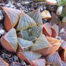 Hot Color Dyckia Mix @ Exotic Succulent Hetchia Agave Xeriscaping Aloe Seed 25 Seeds