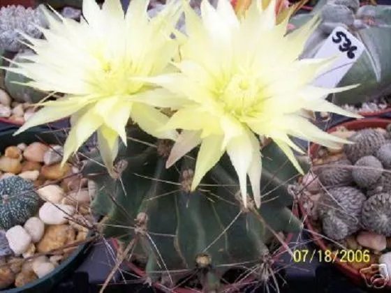 Hot Color Cactus Mix @J@ Exotic Cacti Flowering Desert Succulent Plant Seed 20 Seeds