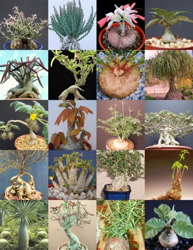Hot Color Lithops Mix Succulent Exotic Living Stones Desert Rock Seed Plant 15 Seeds