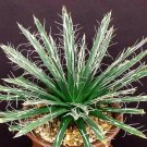 Hot Tiger Aloe Variegata Exotic Succulent Rare Agave Haworthia Plant Seed 10 Seeds