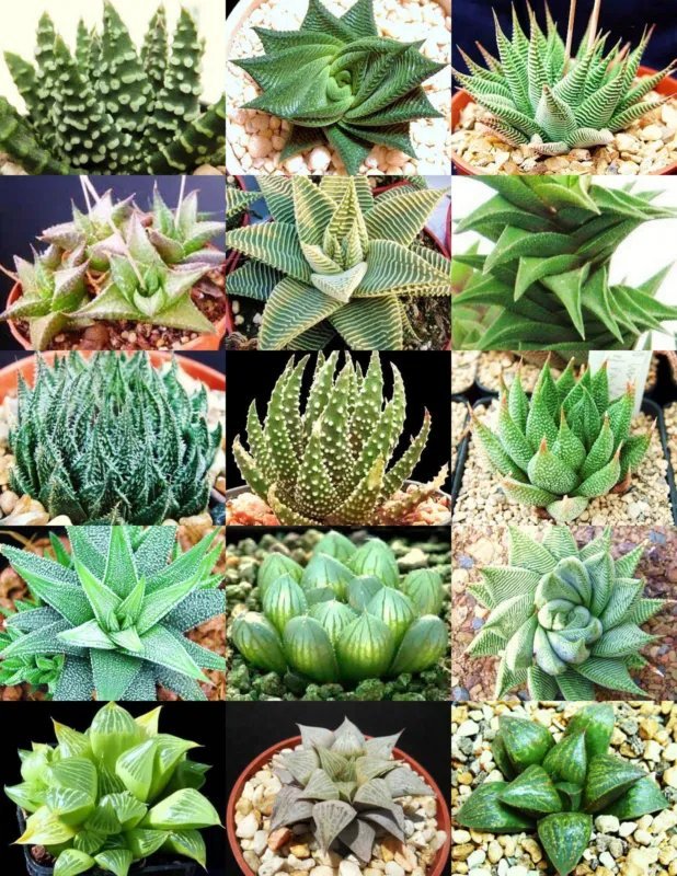 Hot Aloe Spectabilis Marlothii Succulent Rare Agave Hardy Plant Yard Seed 10 Seeds